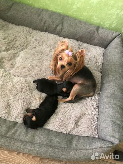 Йоркширский терьер