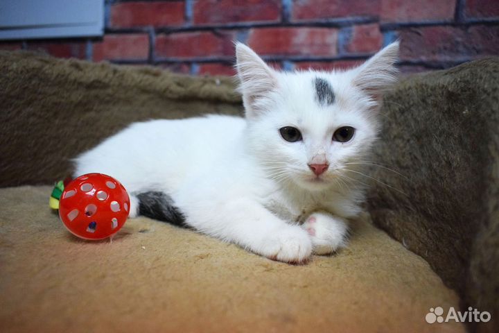 Котенок девочка Стеша 3 мес