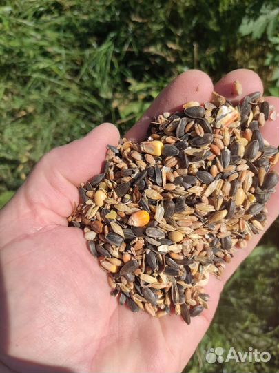 Зерносмесь