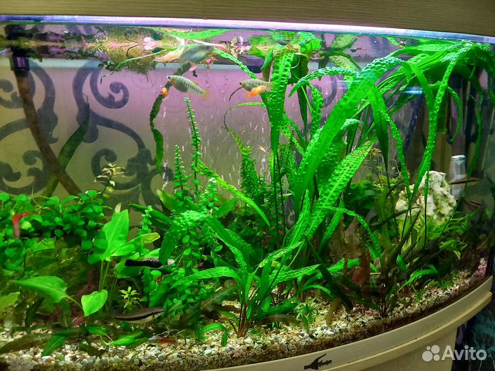 Криптокорина апоногетонолистная