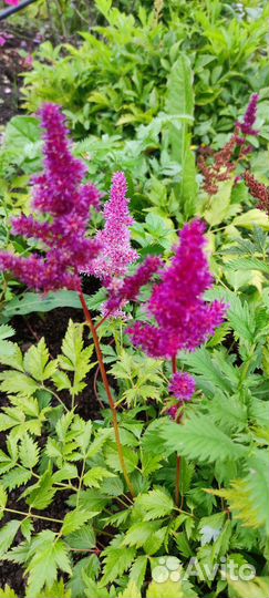 Астильба куст