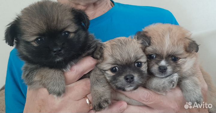 Щенки помчи