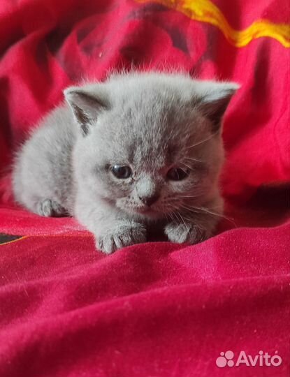 Британские котята