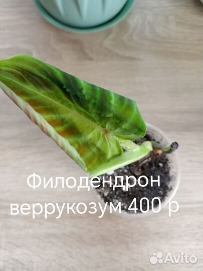 Комнатные цветы