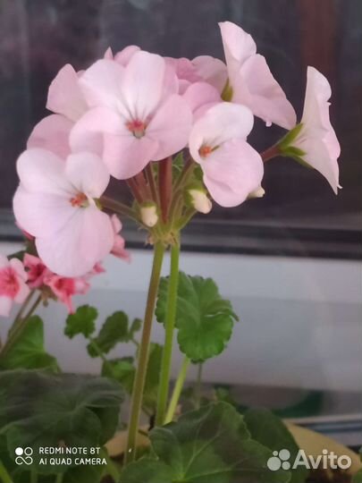 Пеларгония герань