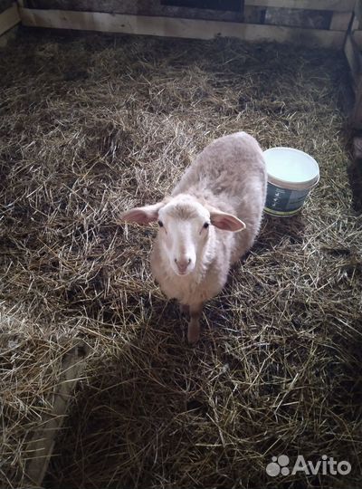 Продаётся баранчик Катум+Дорпер