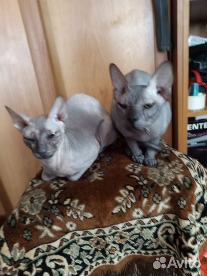 Донской сфинкс