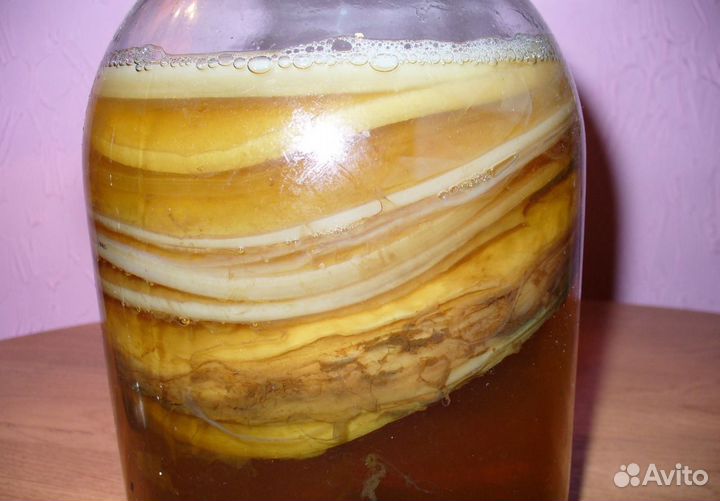 Чайный гриб