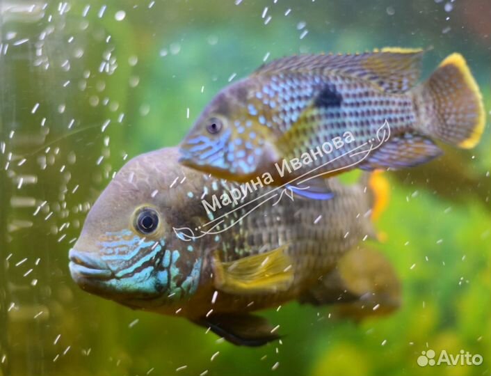 Аквариумные рыбки акара цихлиды