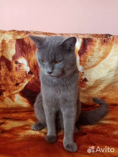 Шотландский кот вязка