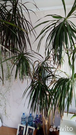 Комнатные растения