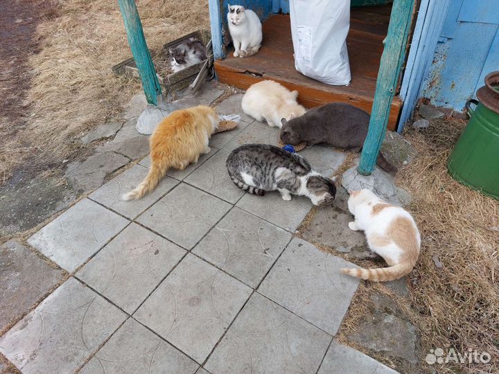Котам и Кошкам