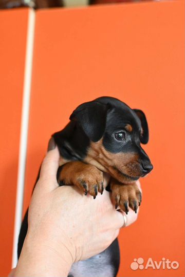 Щенки цвергпинчера - В Москве и Краснодаре