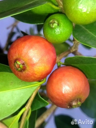 Псидиум Кеттли