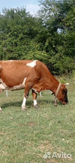 Коровы и телята