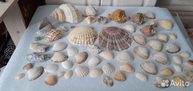 Ракушки для поделок