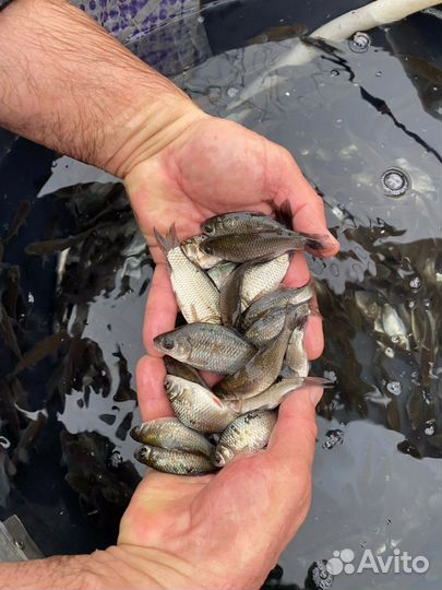 Живец карась