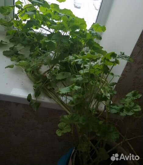 Отростки герани