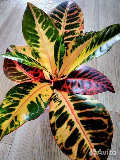 Кротон Норма,Кодиеум