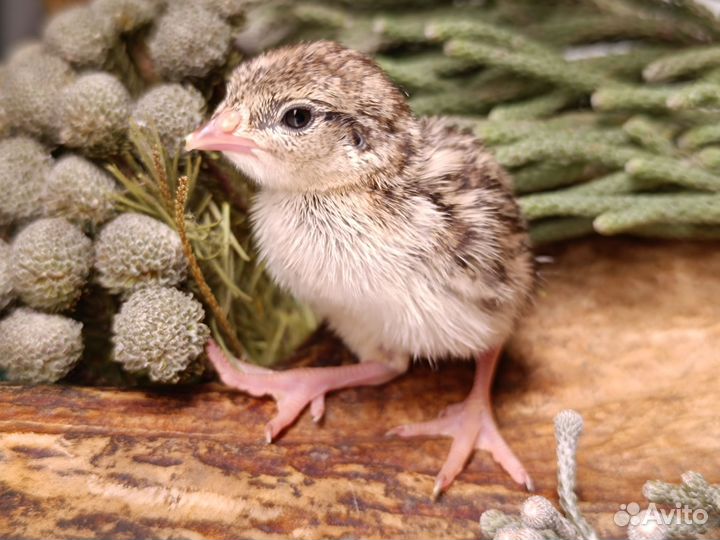 Кеклик- горная куропатка