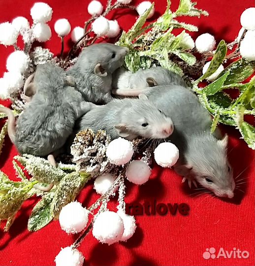 Крысята дамбо малыши