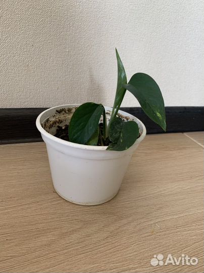 Домашние цветы