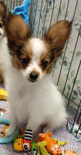 Щенки папийона