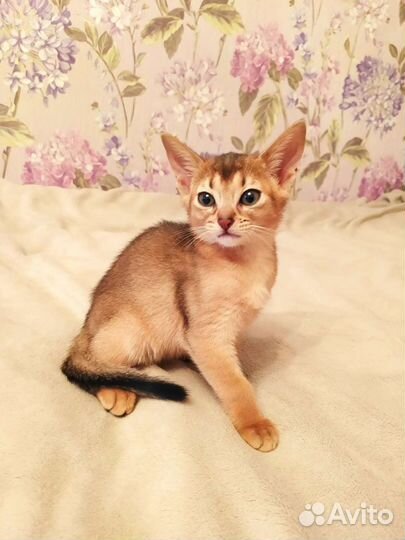 Абиссинские котята