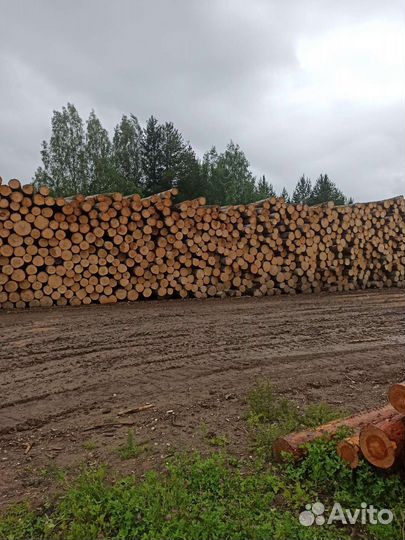 Лес кругляк осина