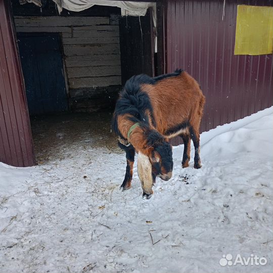 Англонубийский козел на вязку