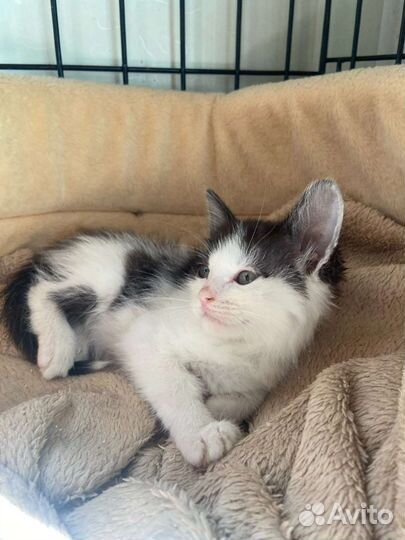 Котёнок мальчик в добрые руки