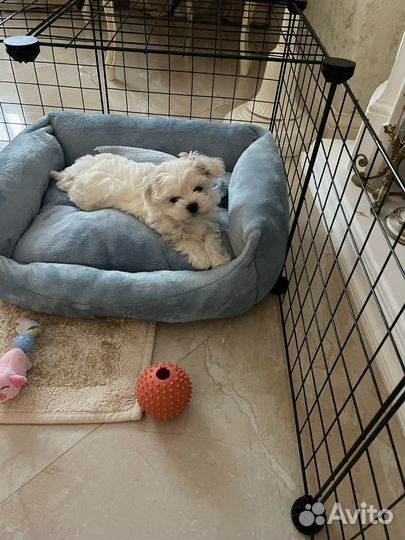 Выгул собак