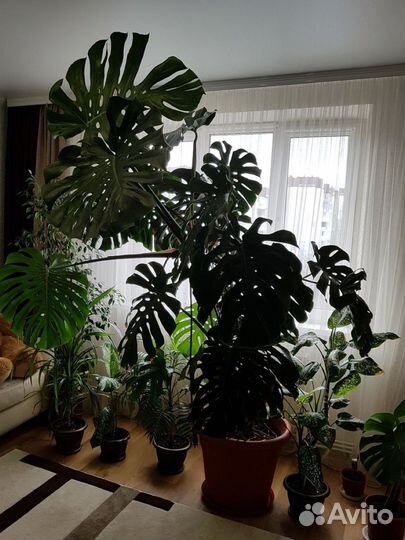 Монстера фикусы пальмы