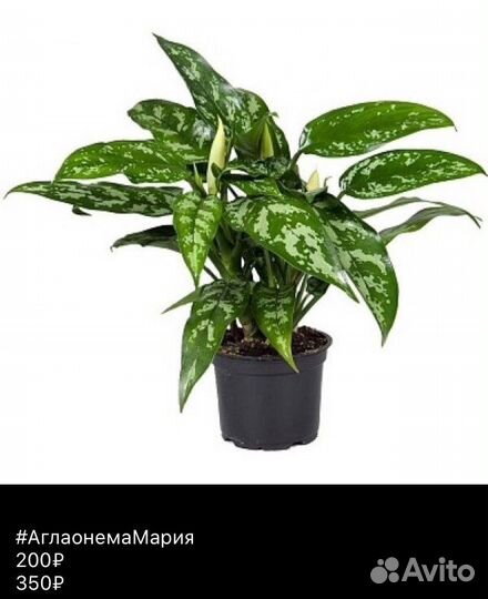 Редкие комнатные цветы