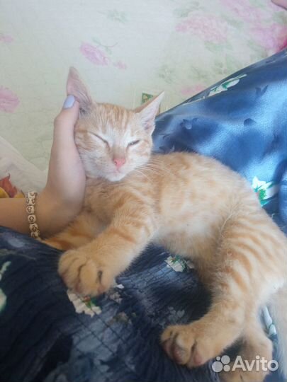 Рыжий котенок мальчик