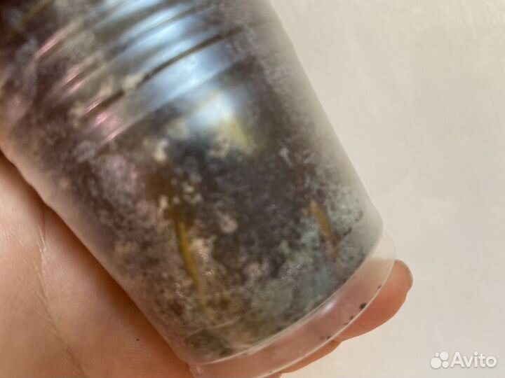 Сингониум Sp Pink