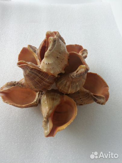 Композиция из морских ракушек