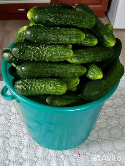 Огурцы свежие домашние