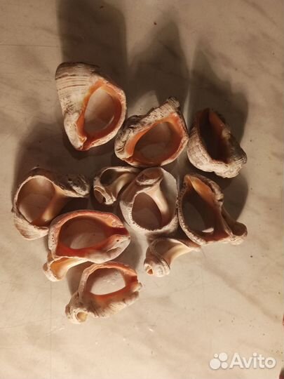 Растения аквариумные, камни и ракушки(рапана)