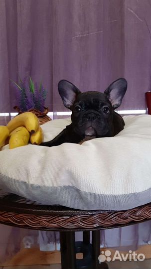 Французский бульдог щенки мини