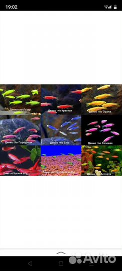Аквариумные рыбки,растения