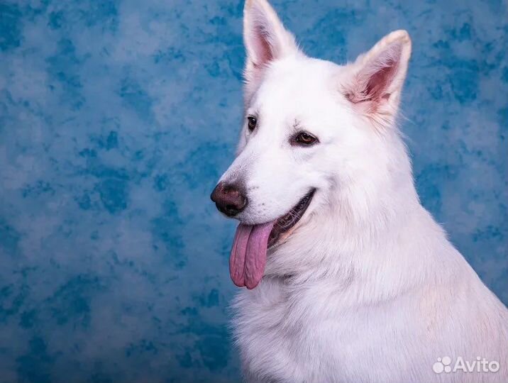 Вязка кобель