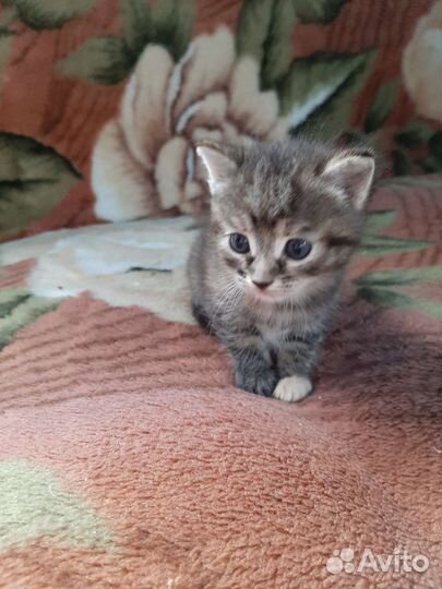 Котёнок - мальчик