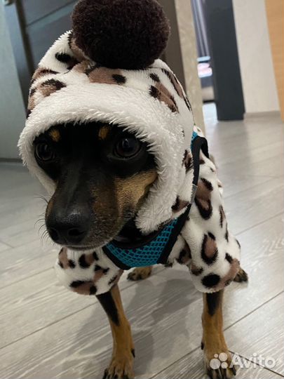 Той-терьер вязка