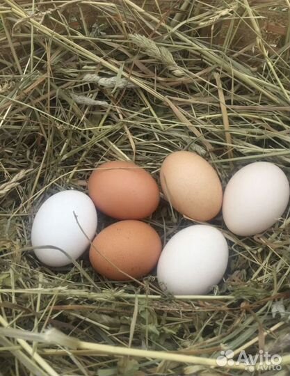 Яйца домашние куриные