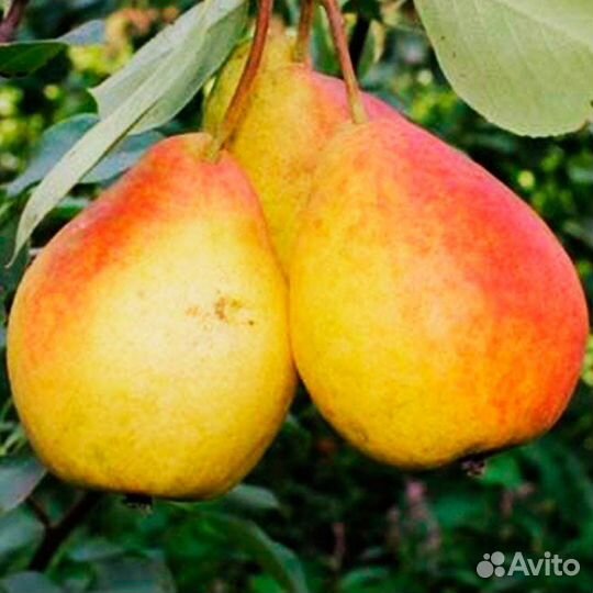 Груша деревья разного сорта (предзаказ)