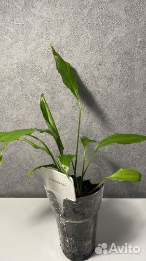 Спатифиллум