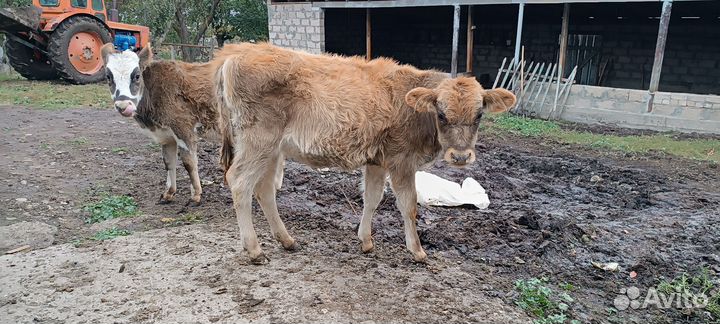 Телочки и бычок