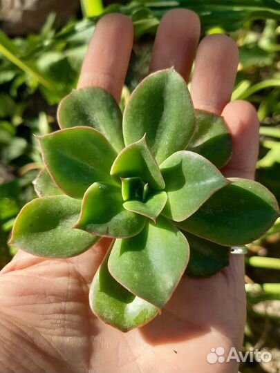 Суккуленты 7