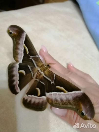 Живые бабочки от